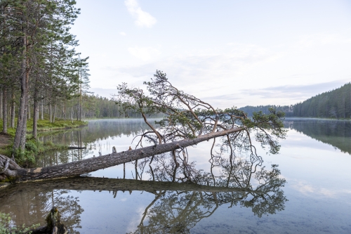 Soiperoisen polku